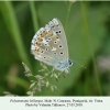 polyommatus bellargus pyatigorsk male 3